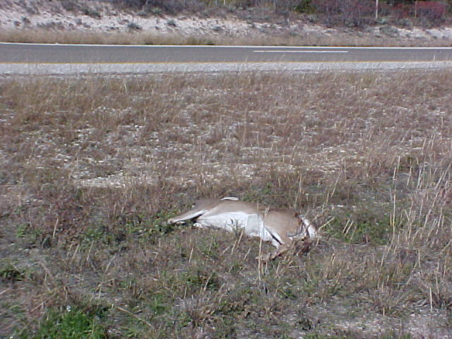 618x457 pixels (82K)