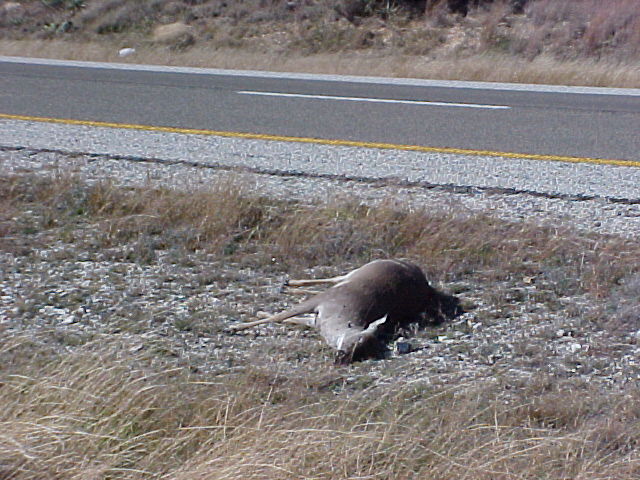 618x457 pixels (89K)